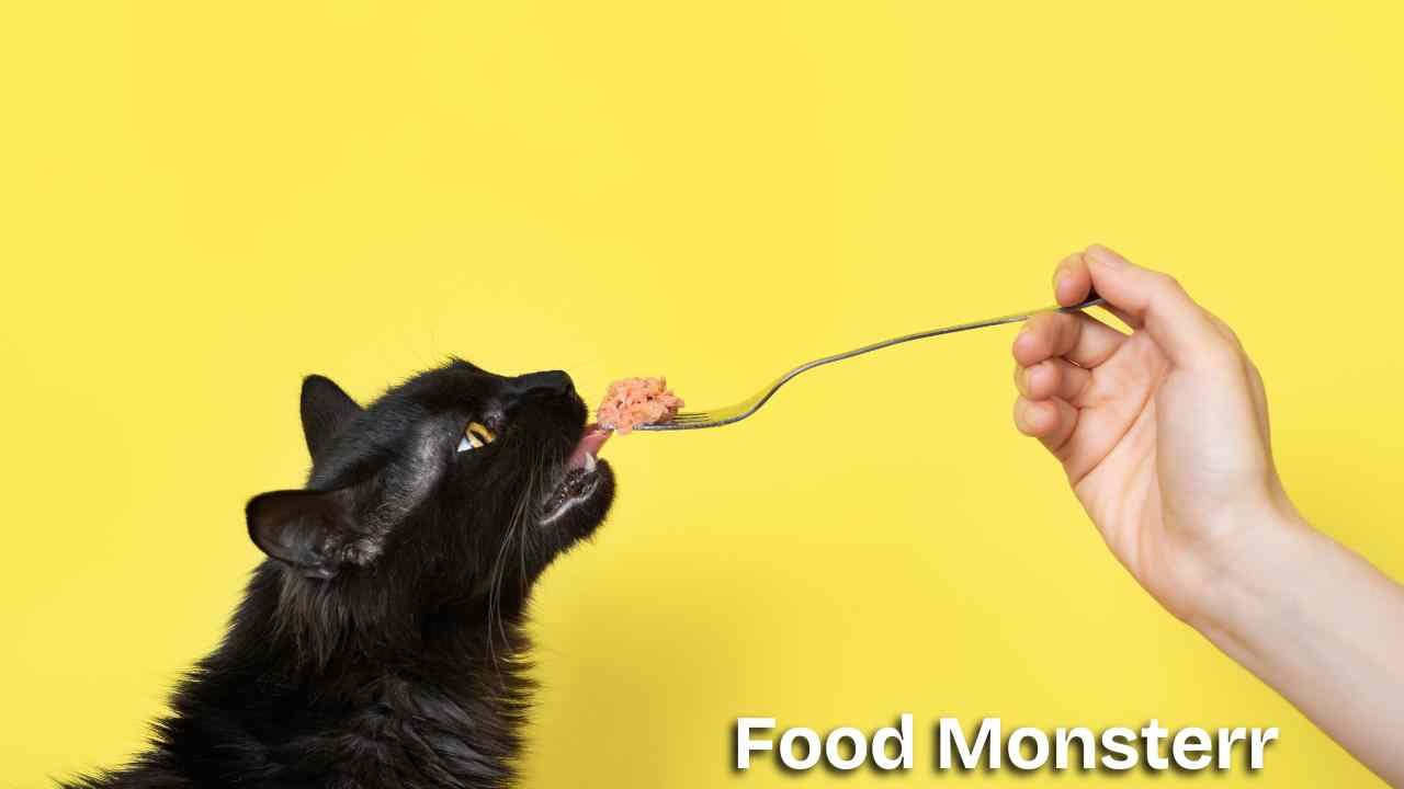 Homemade cat food recipes