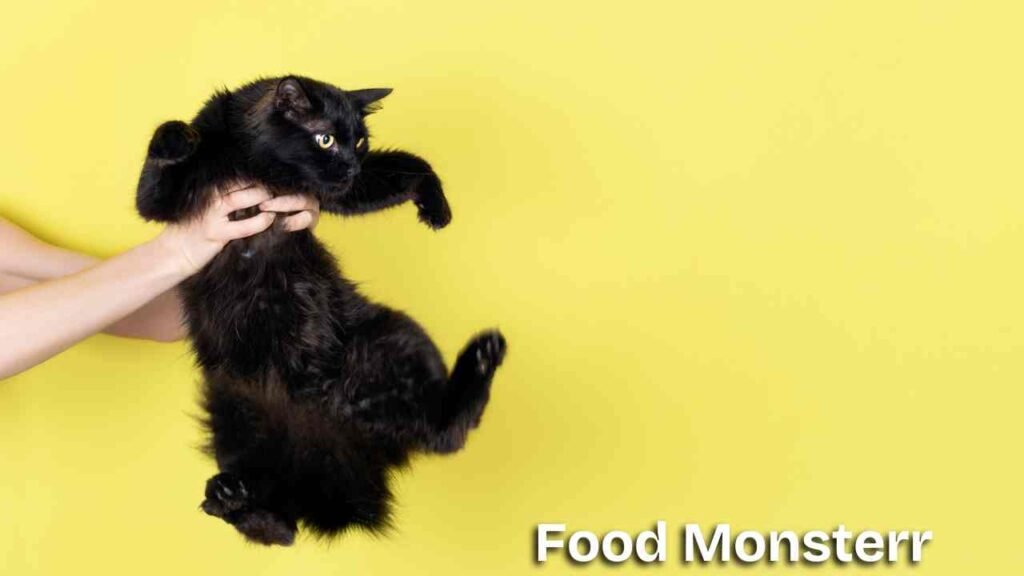 Homemade cat food recipes 