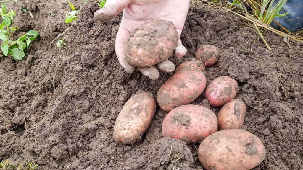 Russet Potatoes