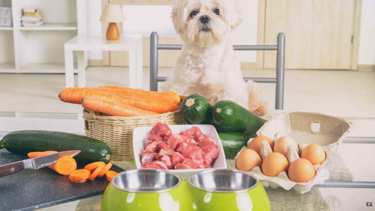 homemade dog food recipe